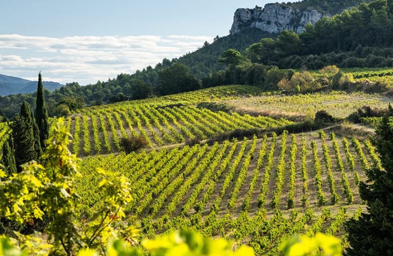 vigne du château barbanau bio & biodynamie